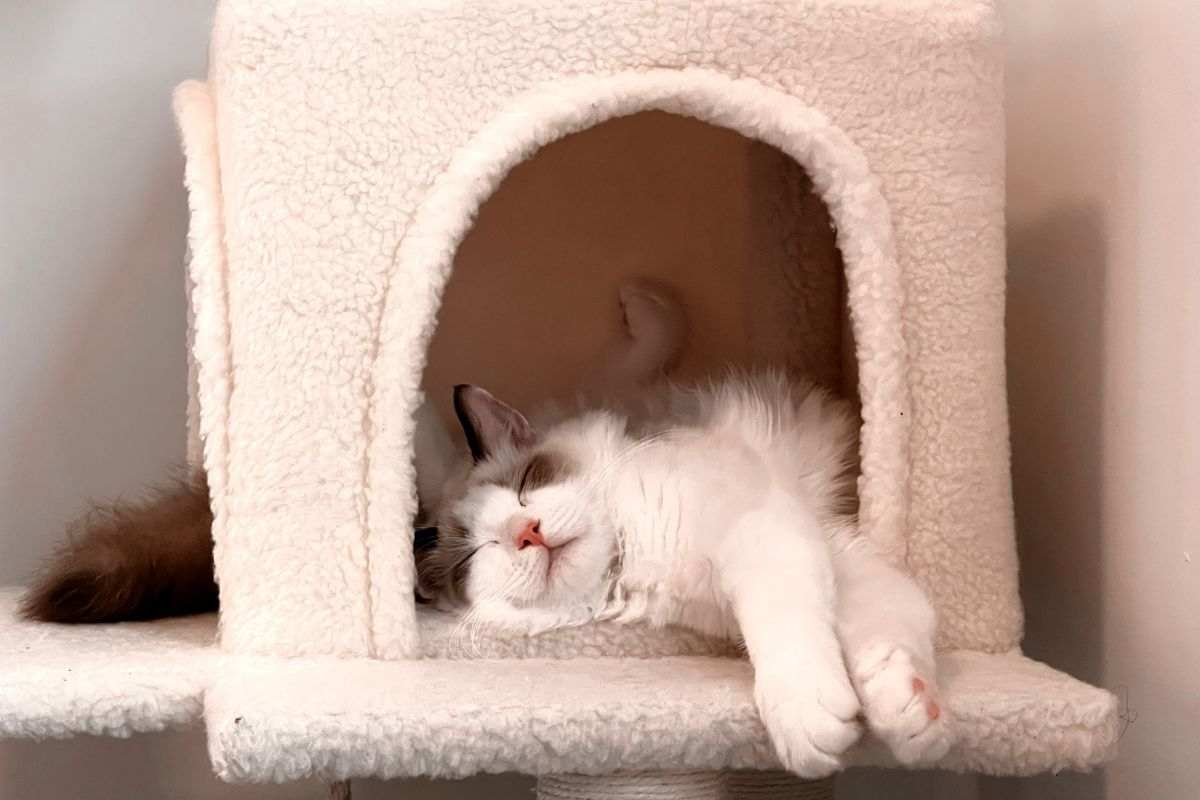 gatto dorme motivo