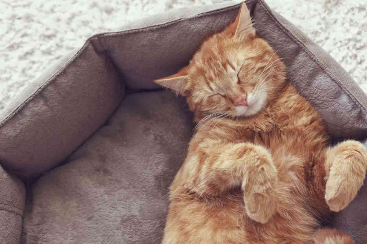 gatto dorme tanto