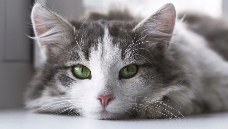 gatto perso e ritrovato
