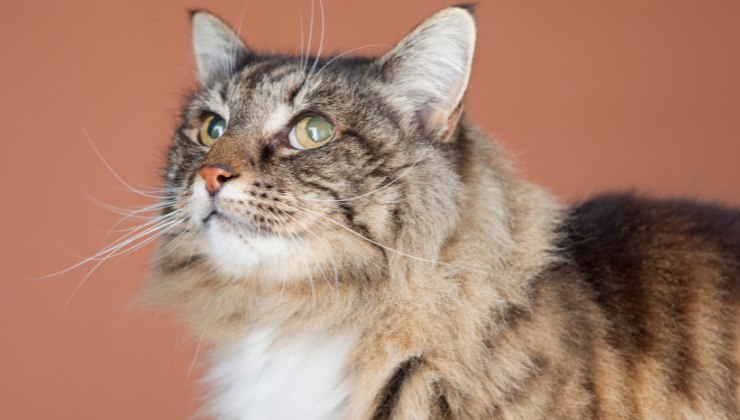 gatto
