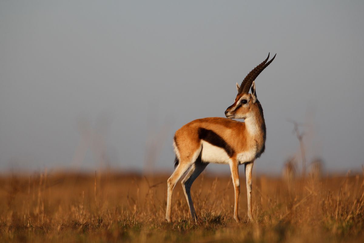 gazzella al tramonto nella savana