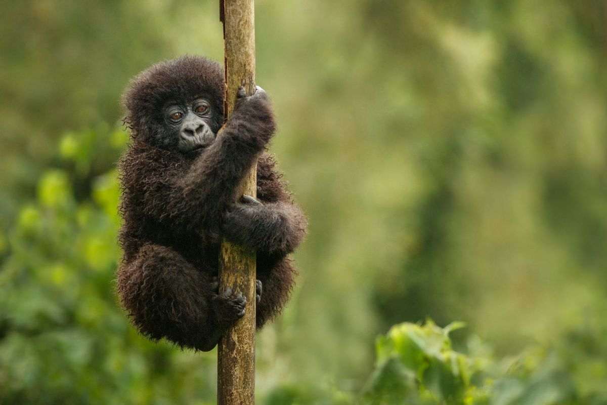cucciolo di gorilla arrampicato su un ramo