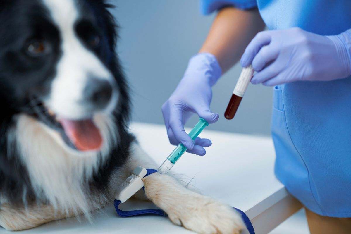 veterinario che fa un prelievo di sangue ad un cane