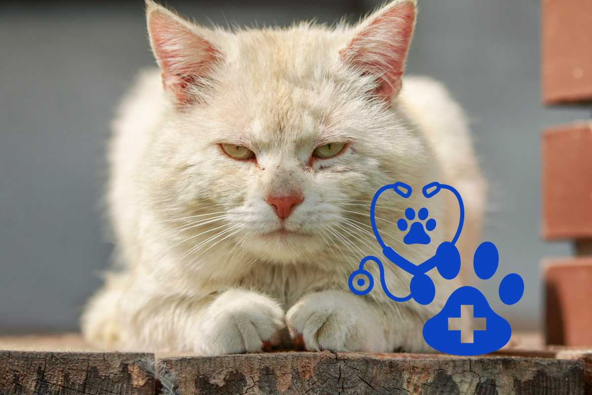 malattie nel gatto anziano