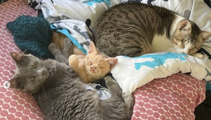benny e i suoi fratellini