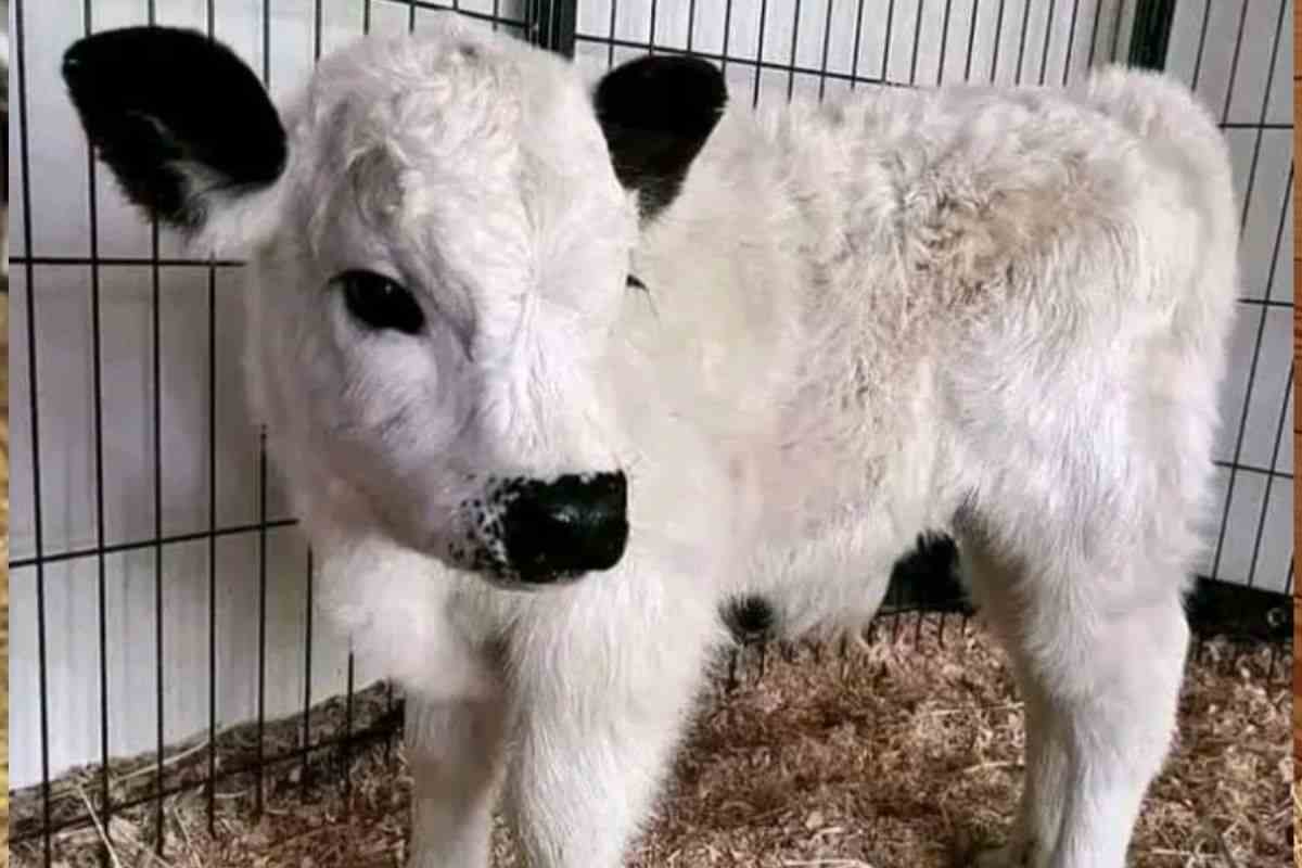 mucca piccola