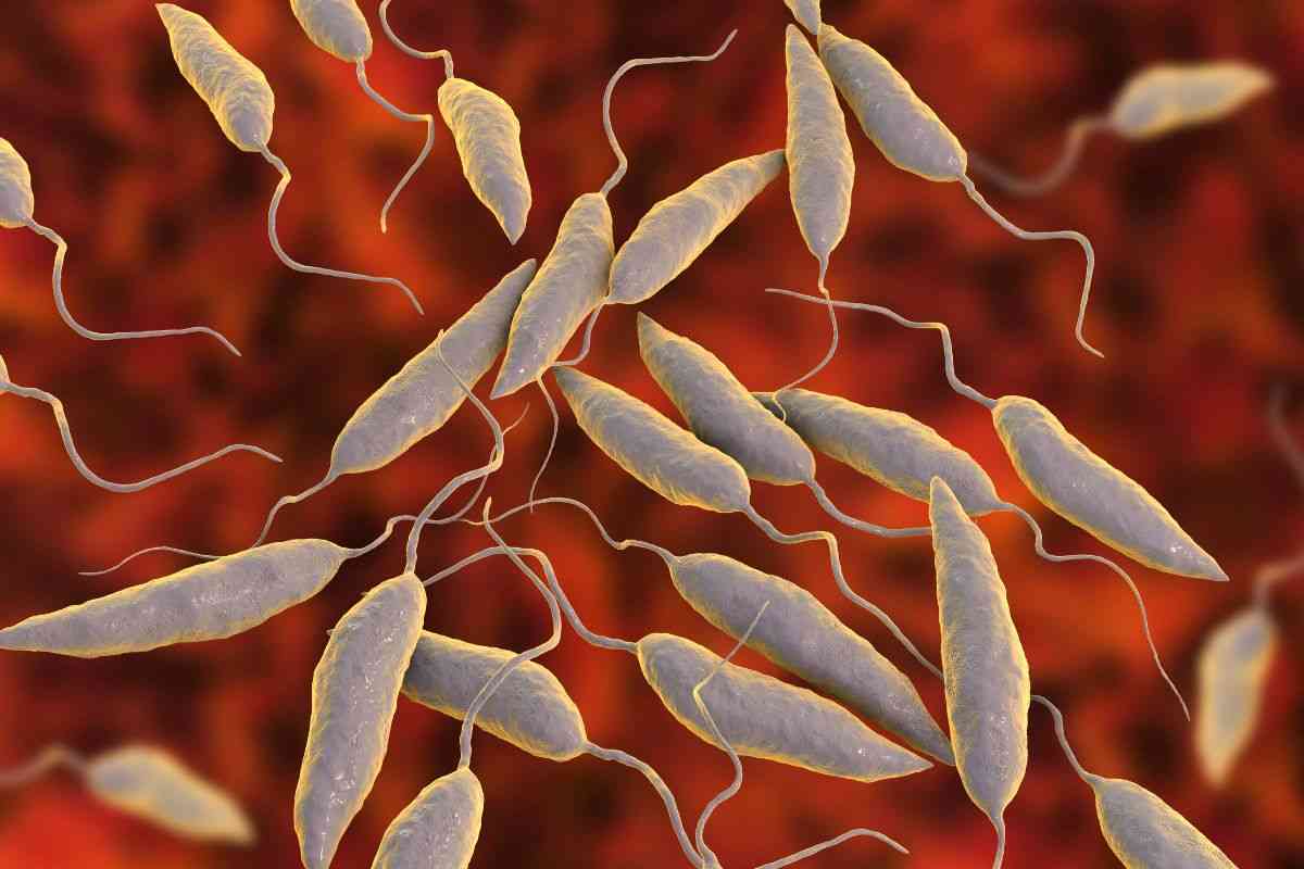 sangue infetto da leishmaniosi