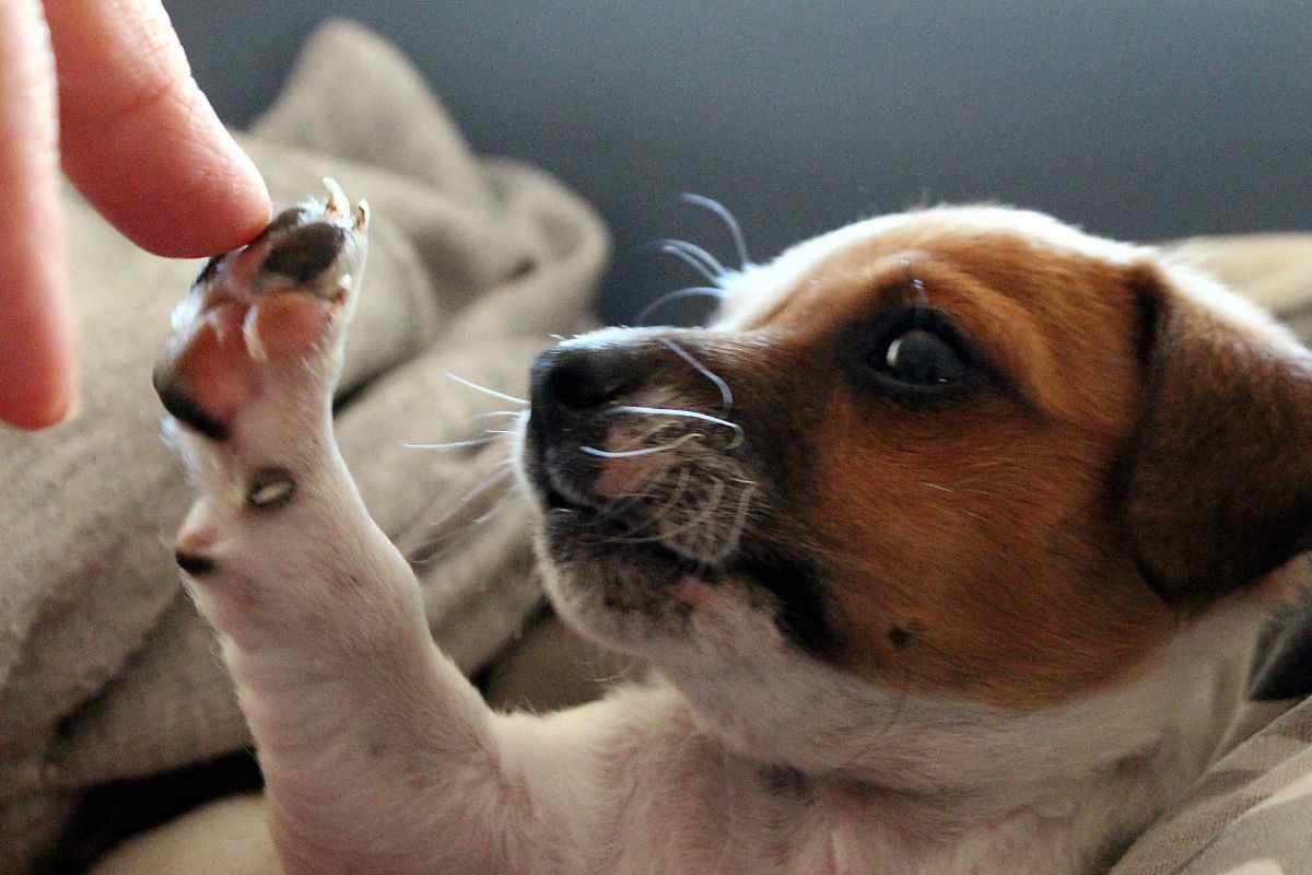 cane cucciolo che con la zampa tocca la mano di una persona