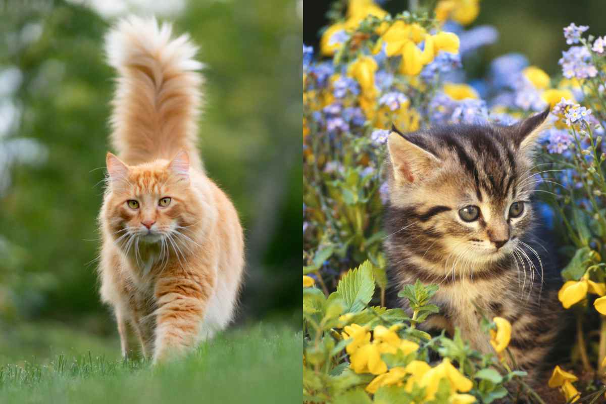 perdere un gatto
