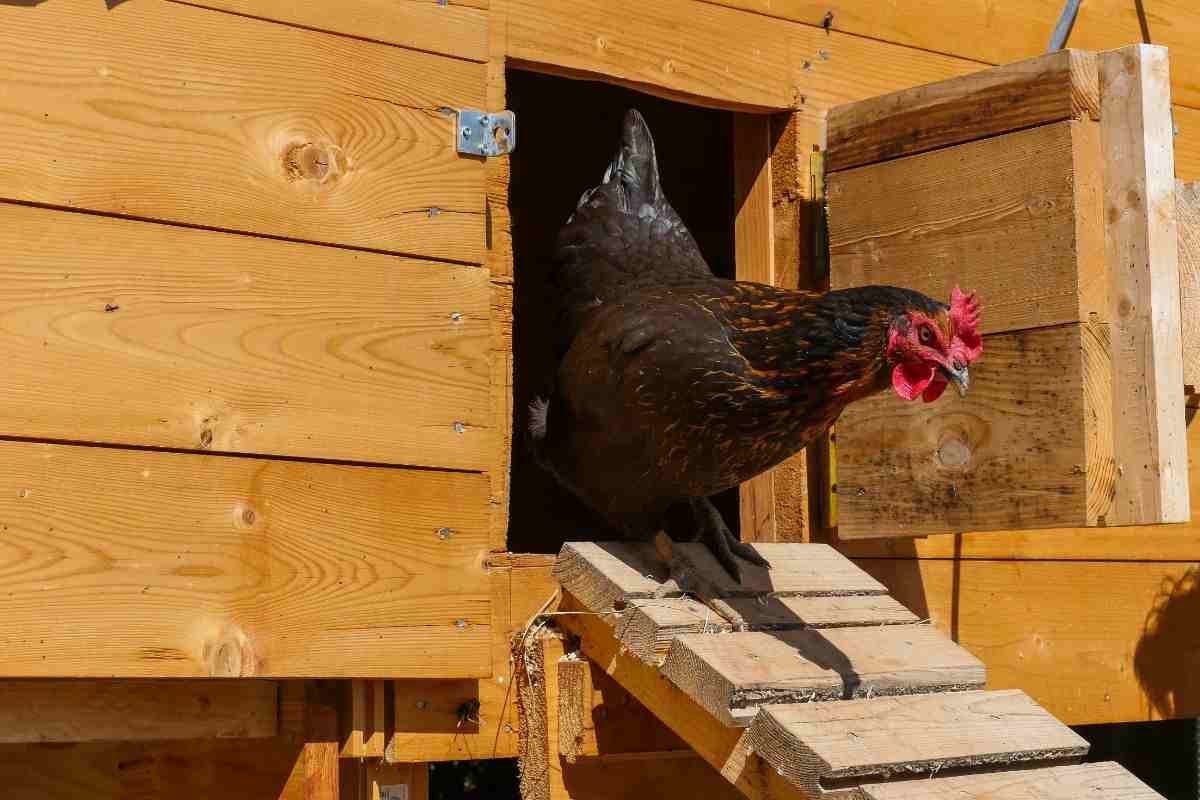 gallina che esce dal pollaio