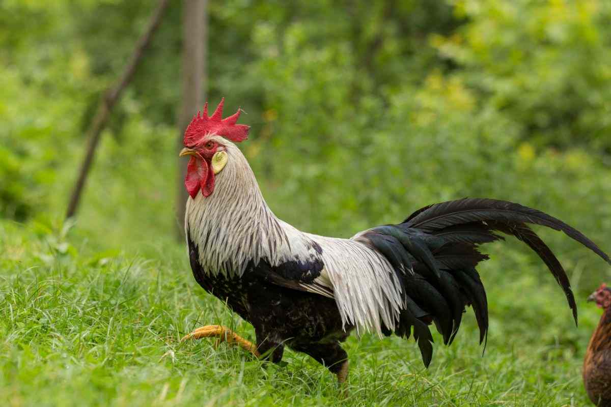 pollo nel prato
