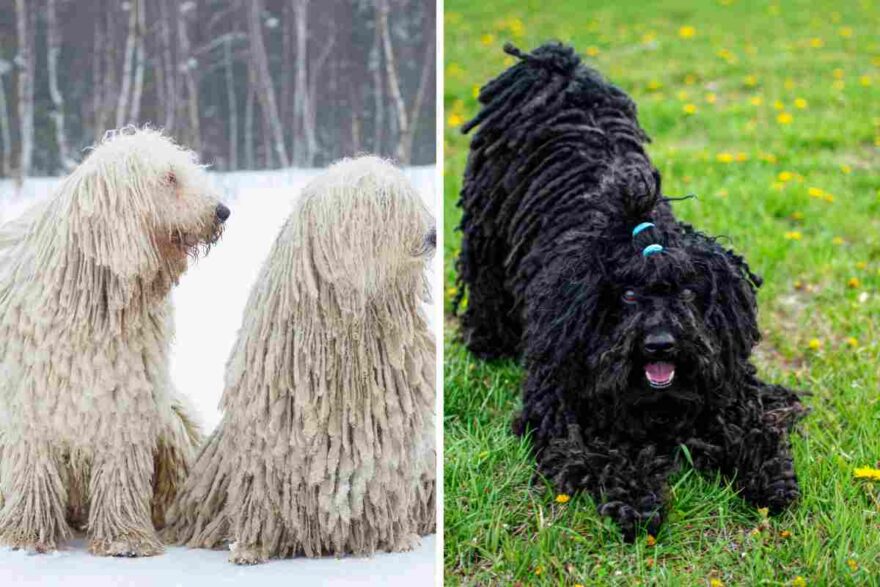 cani con pelo cordato