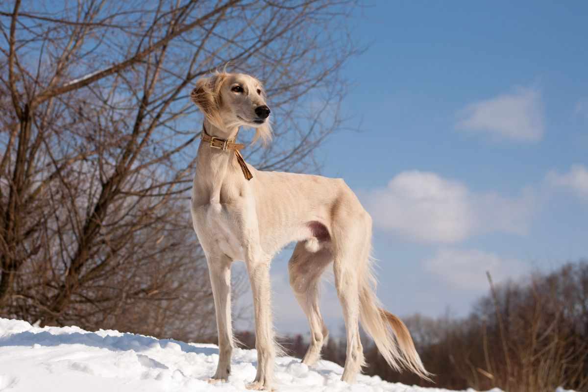 Saluki