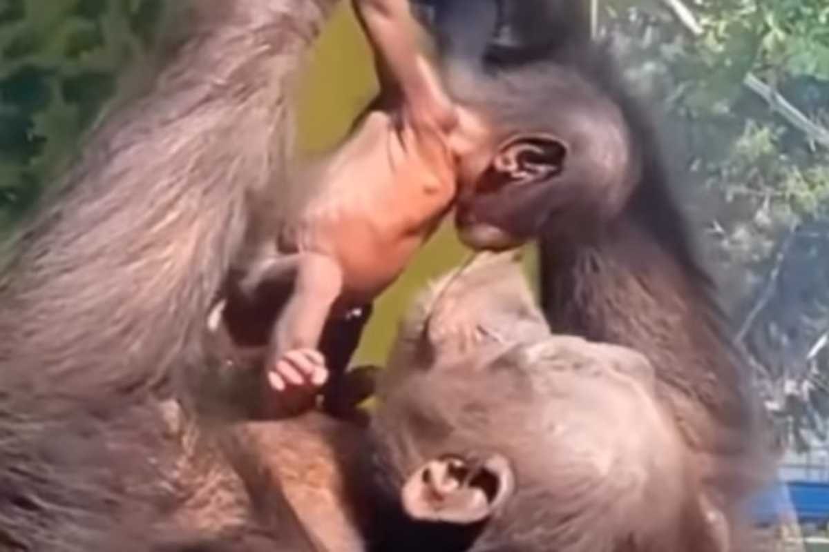 scimmia bacia il suo cucciolo