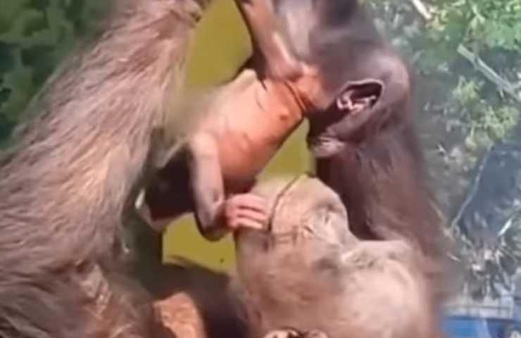 scimmia e cucciolo
