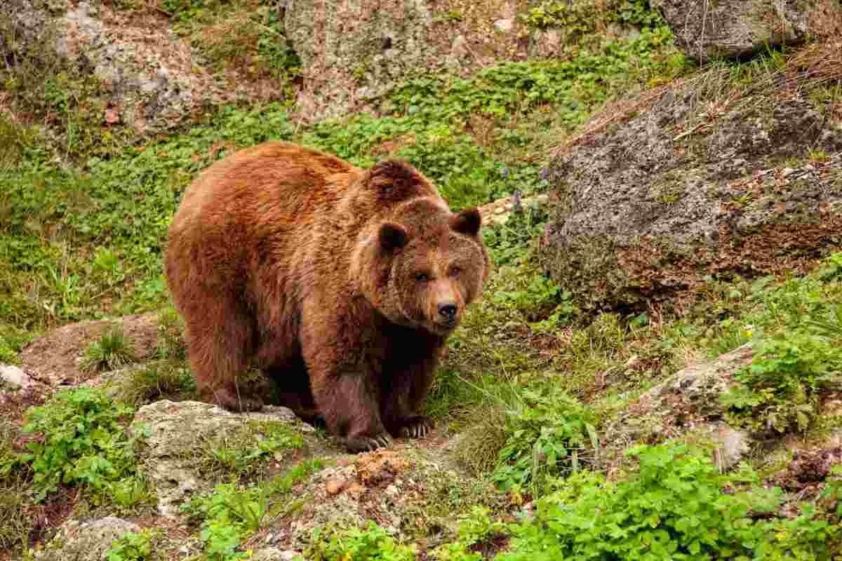 sognare orso bruno