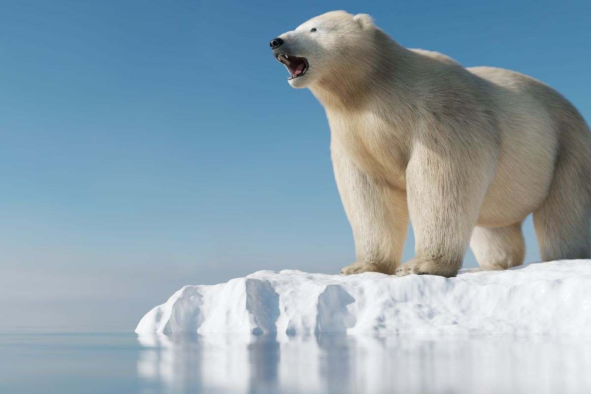 orso polare