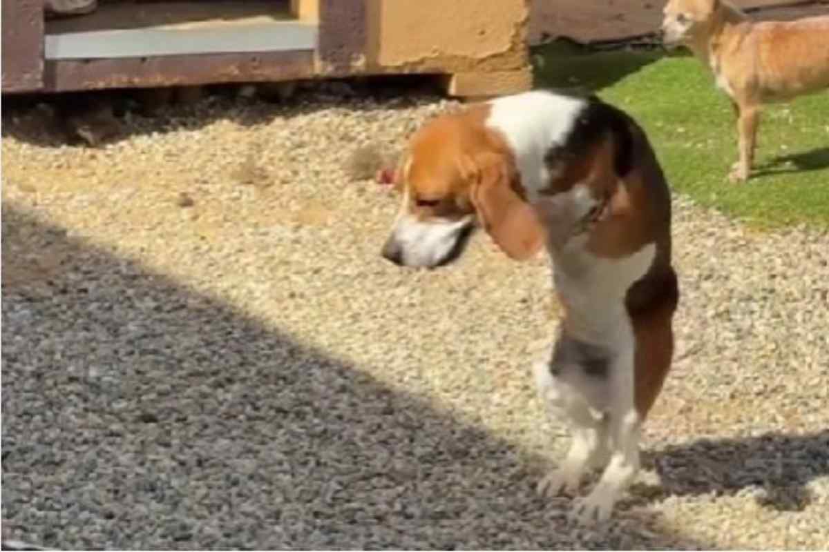 Si chiama T-Rex ed è un cane unico