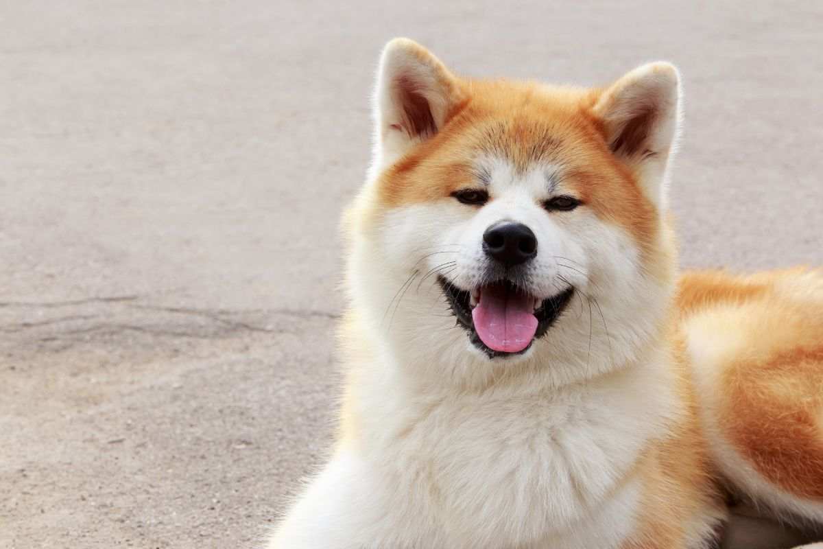 Akita