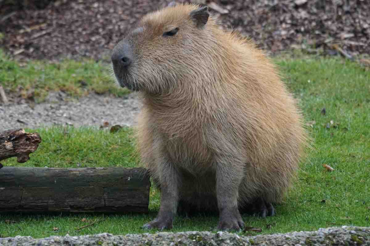 Esemplare di Capibara con gli occhi socchiusi nel prato