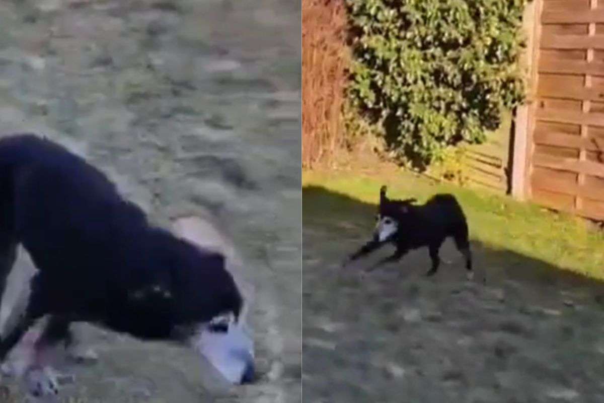 Cane anziano salta e gioca