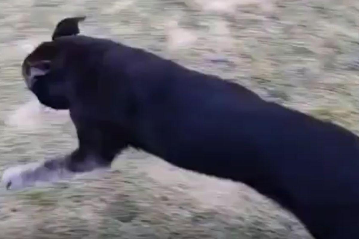 Cane affetto da artrite salta