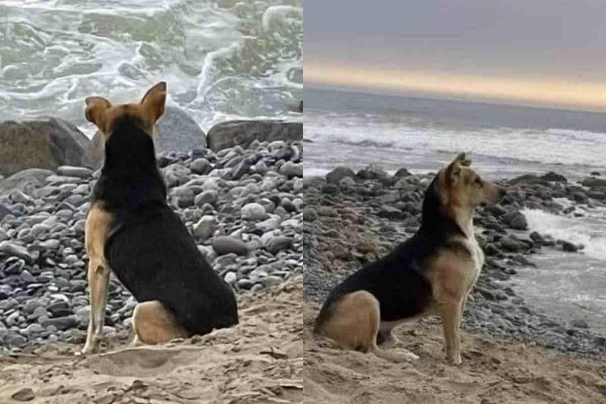 Cane aspetta il ritorno del padrone sulla spiaggia