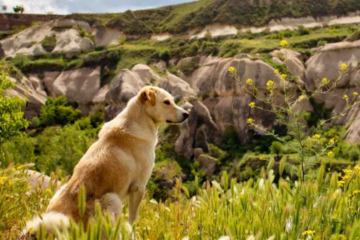 Cane sulla cima della montagna osserva il panorama