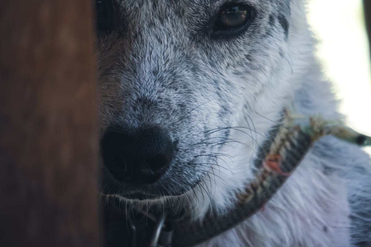Cane sporco si affaccia sull'uscio di casa