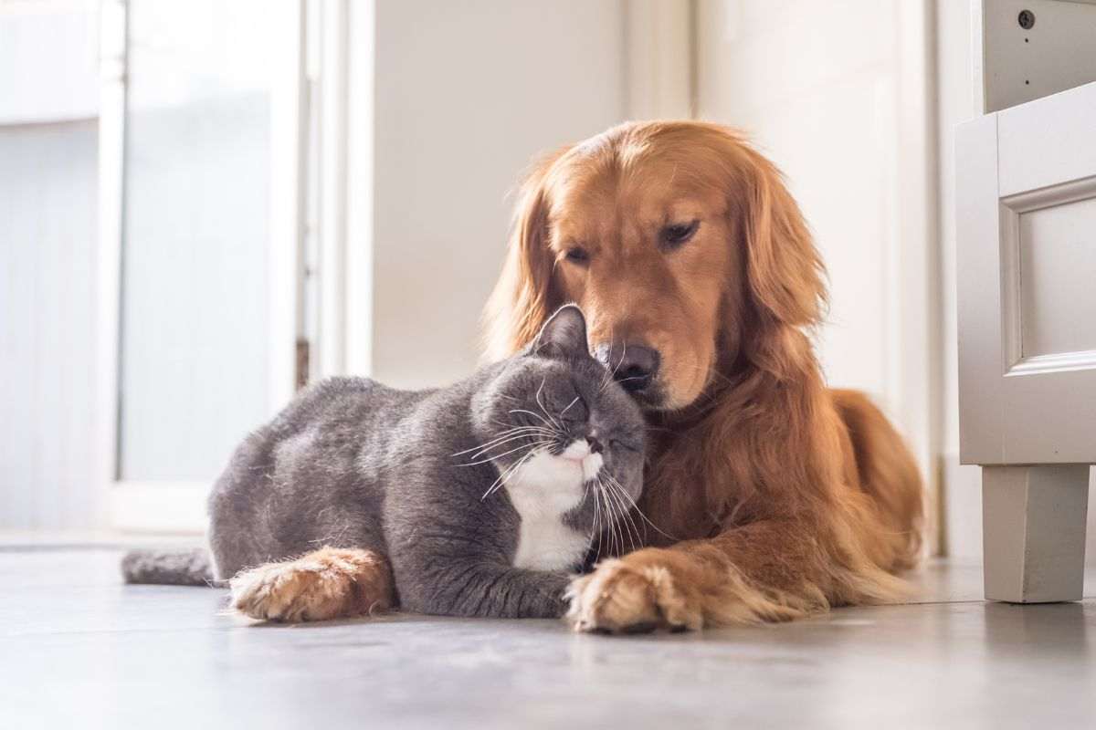 Cane e gatto in casa