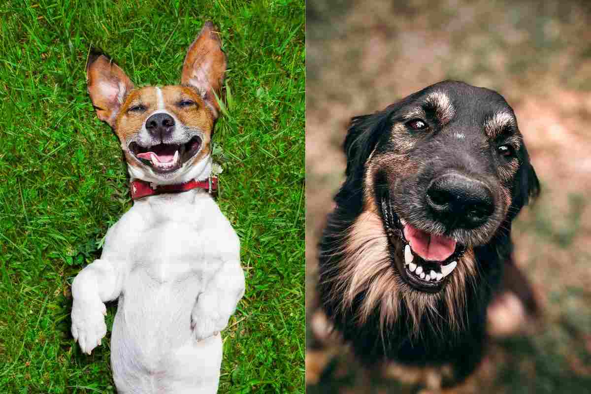 Cani piangono di gioia