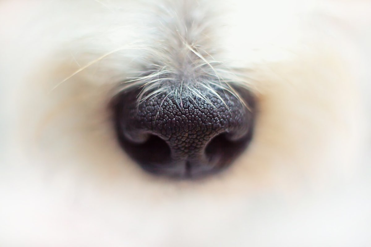 Primo piano del naso di un cane in buona salute 
