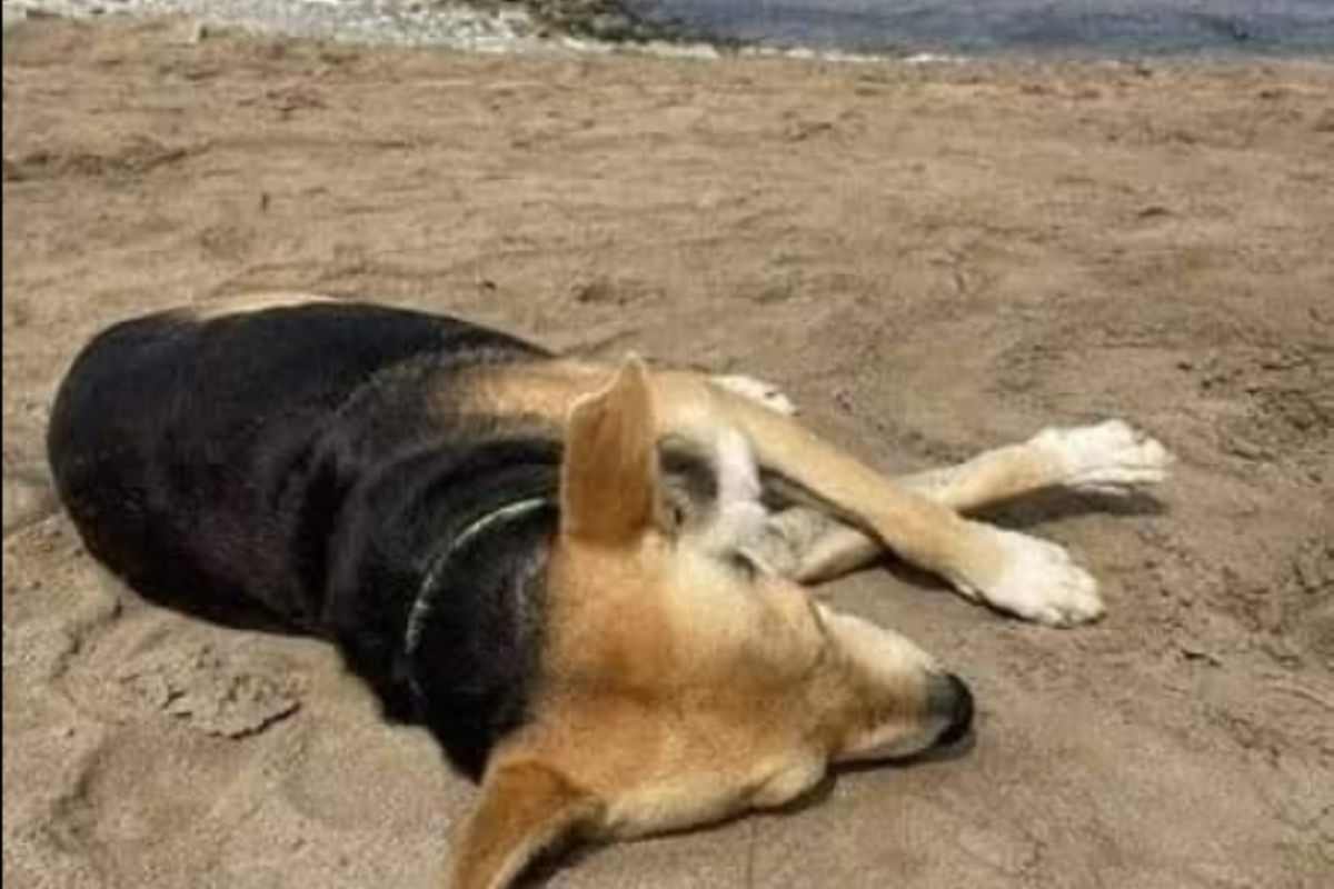 Cane steso sulla spiaggia in attesa del padrone