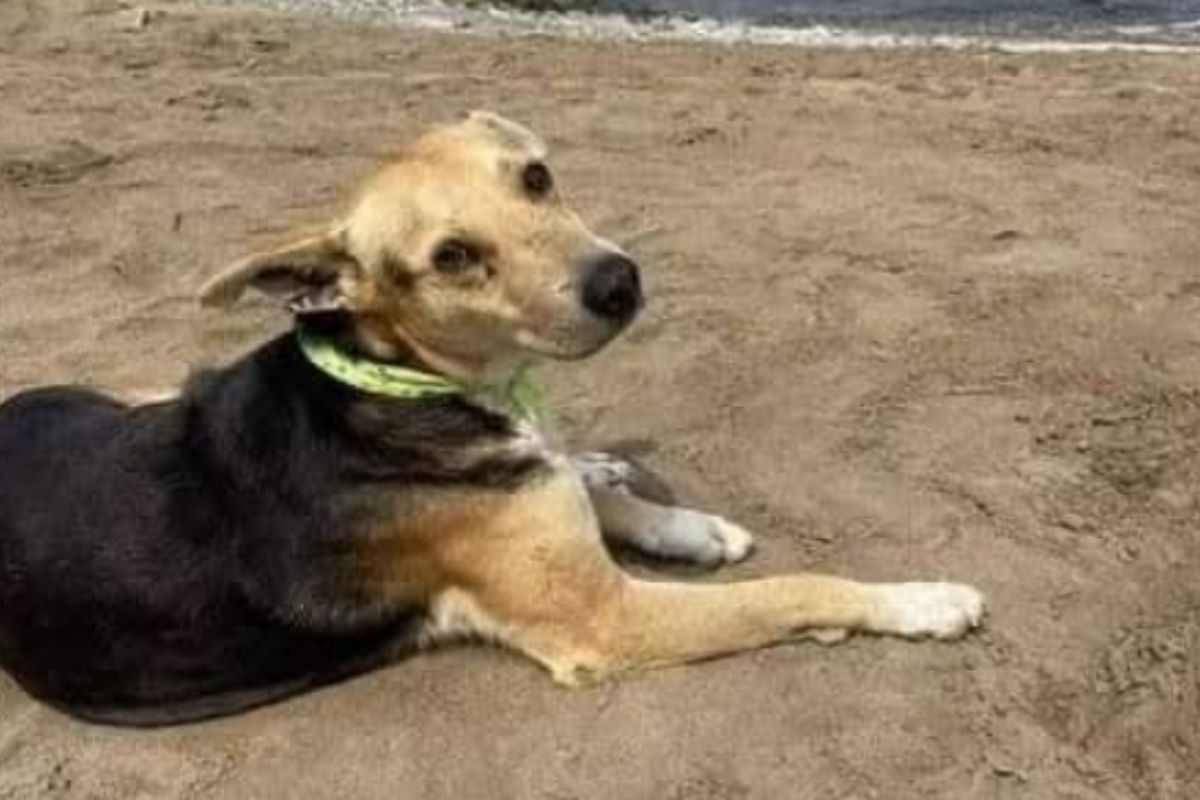 Cane Vaguito