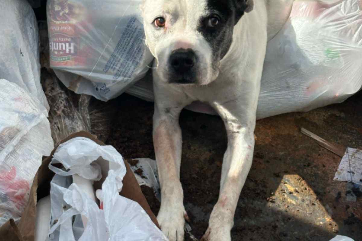 Cane Pitbull