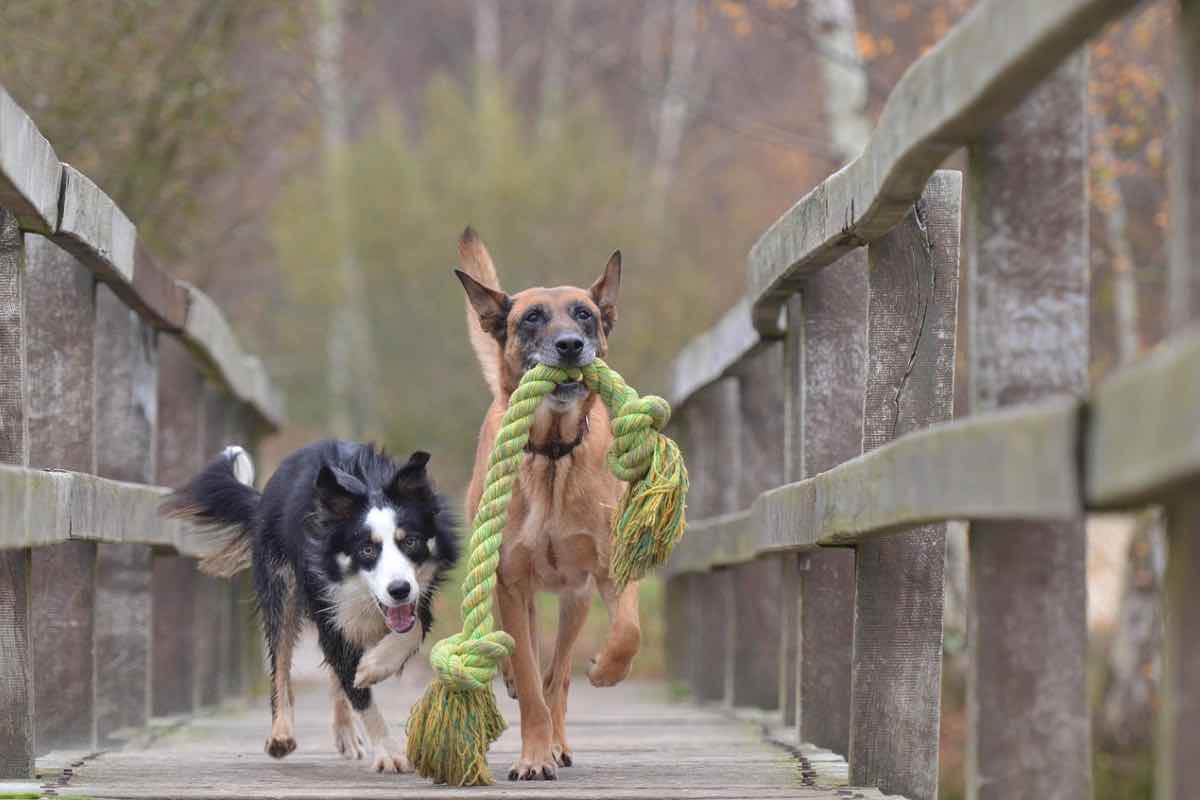 Cani inclinano la testa mentre corrono sul ponte