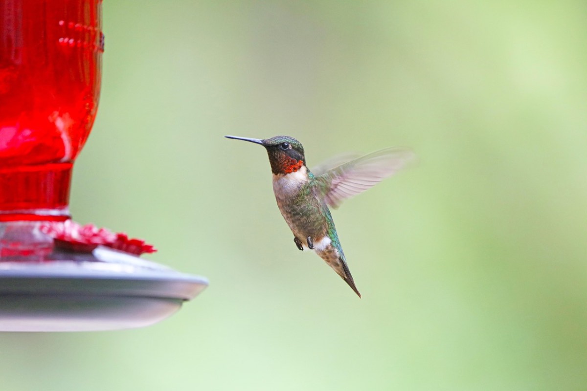 Colibrì vola vicino a una tazza da tè in giardino
