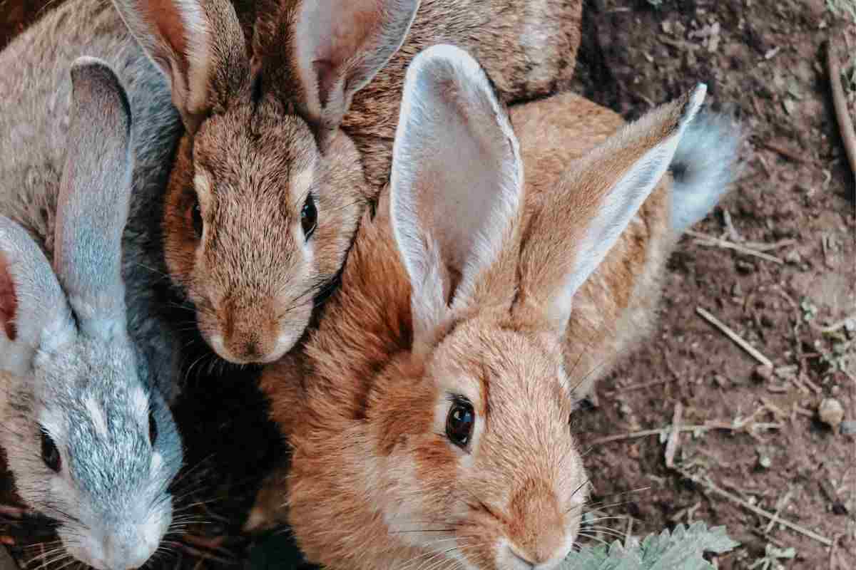 Conigli diversi e come chiamarli