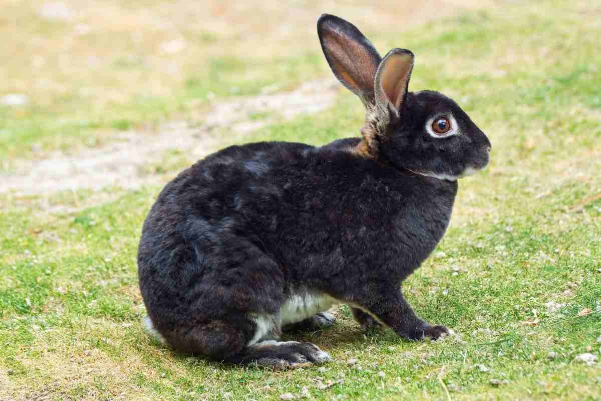 Coniglio dal pelo nero
