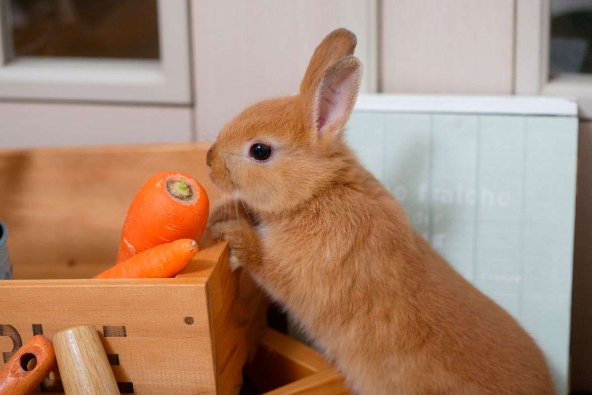 Coniglio rosso che mangia una carota