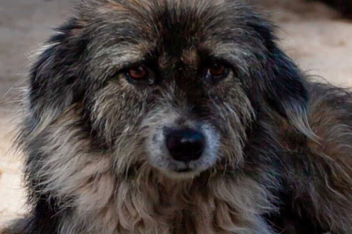 Cane di piccola taglia seduto in strada 