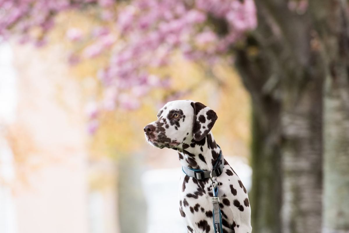 Cane bianco e nero davanti a un albero di ciliegio