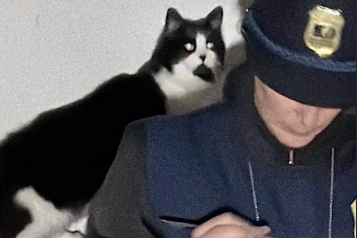 Uno dei gatti rinchiusi accanto a una guardia zoofila