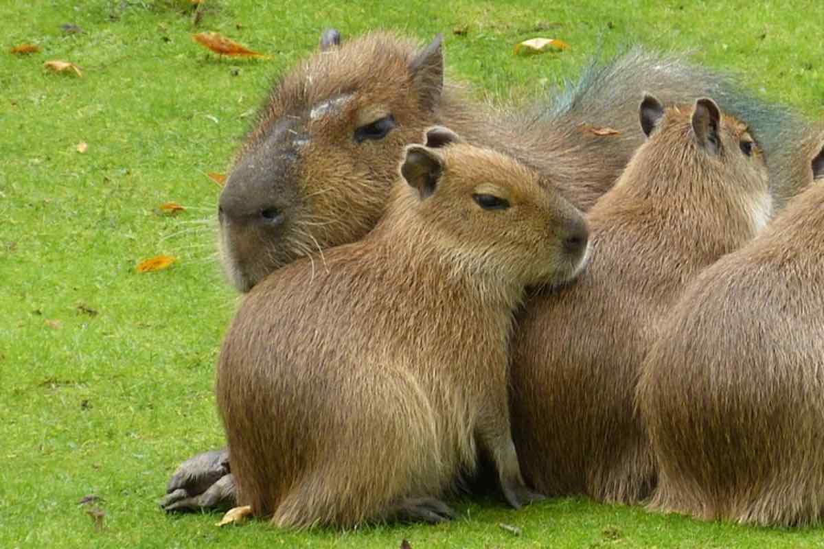 Gruppo di capibara durante il riposino pomeridiano