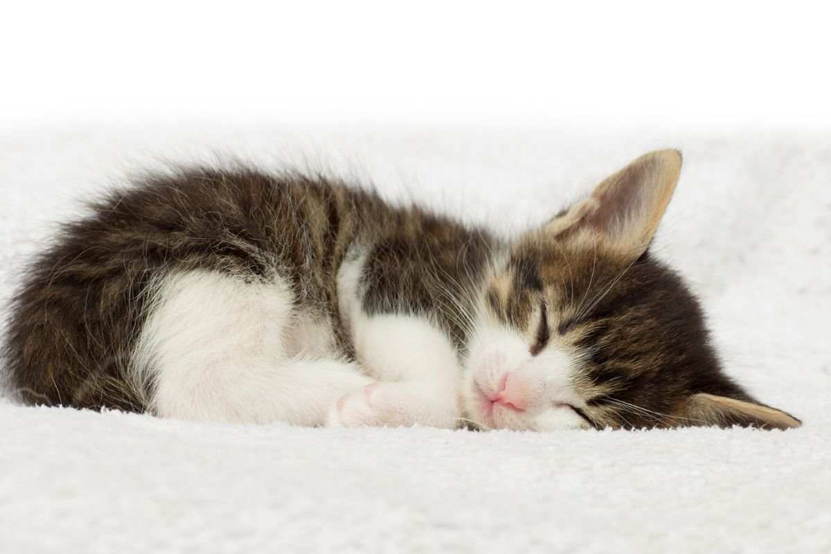 Gattino dorme