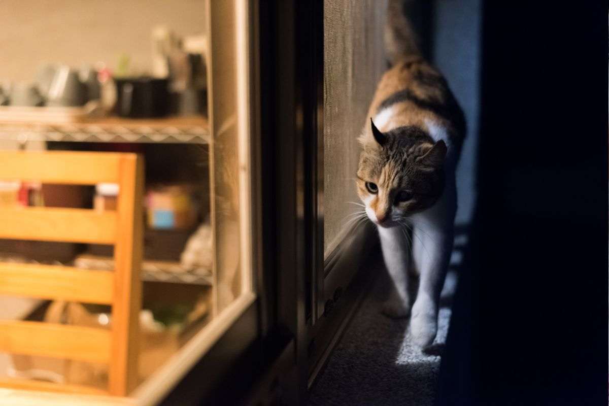 Gatto si aggira di notte