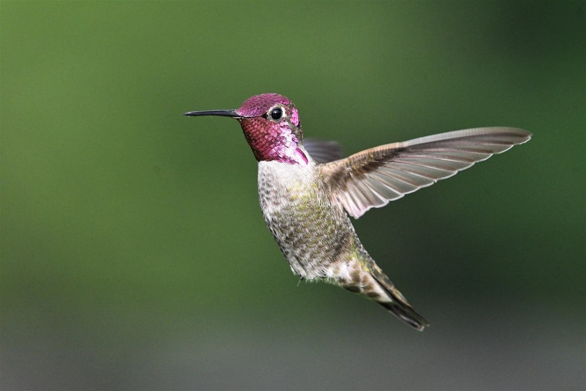 Le ali del colibrì bianco verde e rosa su sfondo naturale