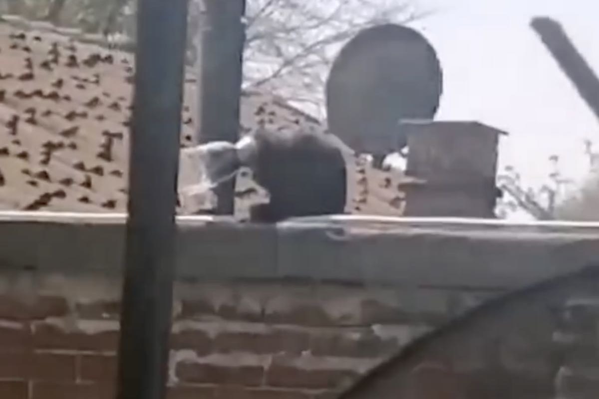 Testa di un gatto incastrata in una bottiglia di plastica 