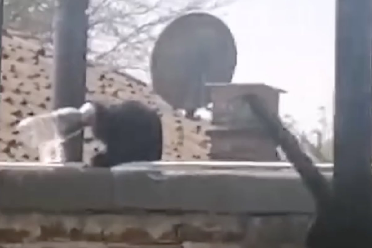 Gatto nero su muro di un’abitazione intrappolato in una bottiglia