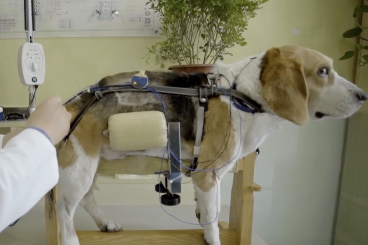 Trattamento in clinica per la cura di cani paralizzati